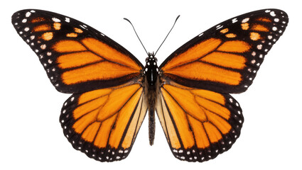Majestic monarch butterfly in full spread, displaying intricate wing details and vivid colors. © Antonio
