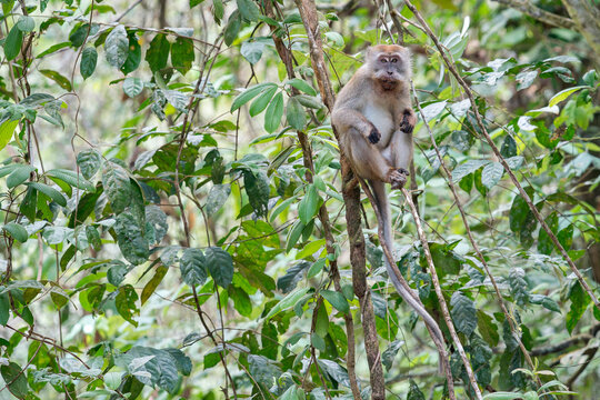 A Long-tailed Macaque stares at you in Asia, Malaysia. The monkey sits between branches and green leafs.