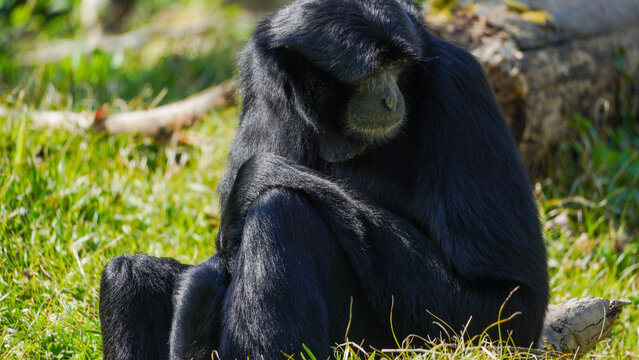 A Siamang Gibbon with glossy black fur sits amidst green foliage at Manor Wildlife Park, showcasing its profile in an outdoor natural setting.