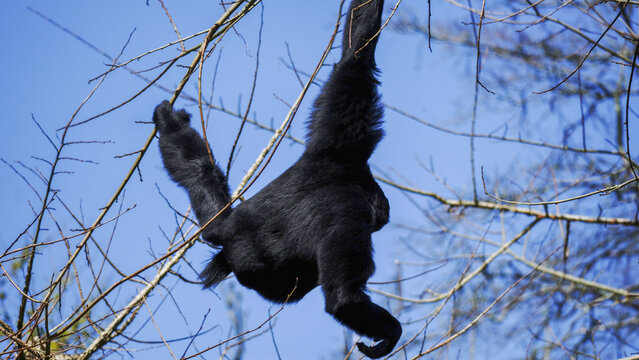 A Siamang Gibbon gracefully hangs from a tree branch, highlighting its natural agility in a wildlife park setting.