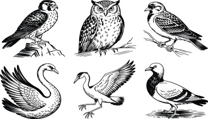 Vintage bird engraving vector set, hand drawn owl swan hawk and pigeon, retro wildlife illustration © Afsana