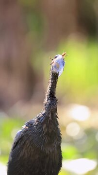 Anhinga swallowing fish and shaking head, backlit water droplets in wetland