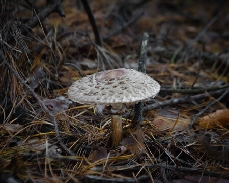 mushroom in the forest