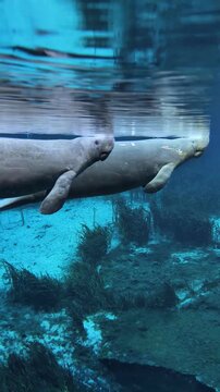 Two manatees rising together underwater to breathe, synchronized movement in natural habitat
