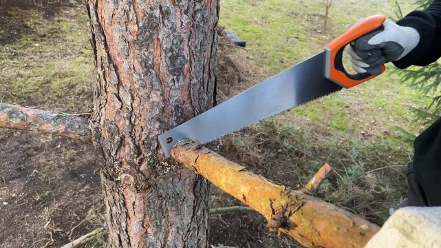 Man cutting dry branches from pine tree with hand saw, spring garden maintenance, pruning trees in backyard, gardening work process, care of household plot, outdoor activity

