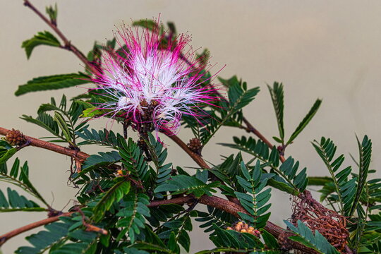 A close-up of the delicate, fluffy pink and white flowers of Calliandra surinamensis with long pink stamens on a lush green tropical shrub in the Ecuadorian Amazon region