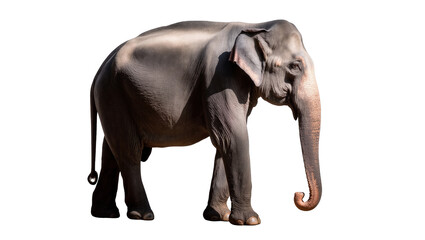 Obraz premium Powerful adult Asian elephant, calm and majestic, standing in a detailed full-body side view.