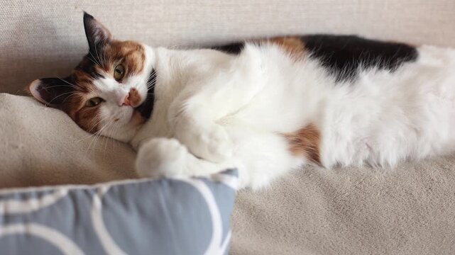 Beautiful domestic tricolor cat with yellow (amber) eyes lies on the back of the sofa and looking at the camera. Selective focus, close-up. Slow motion.