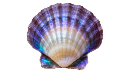 Stunning iridescent scallop shell with vibrant colors and beautiful texture in studio light © Nuria