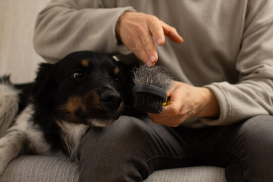 Dog brush covered in fur in hands with dog looking at it shallow depth of field