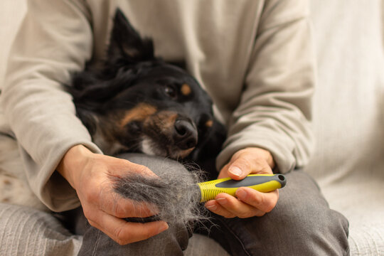 Hands removing dog fur from brush with dog resting out of focus at home