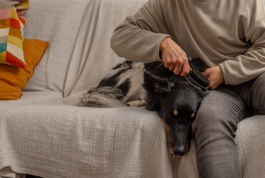 Man grooming dog on couch with face not visible in cozy home interior