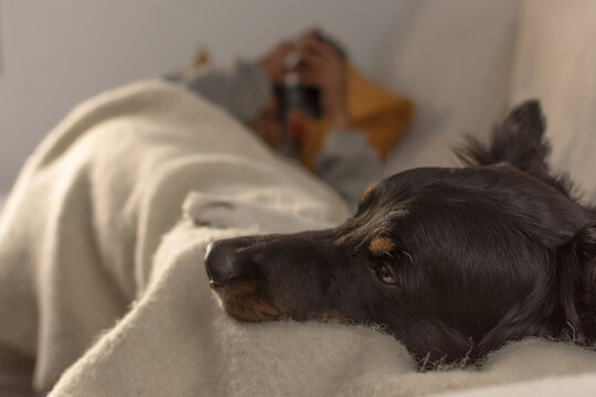 Dog resting on blanket on owner's lap while man uses phone in background at home