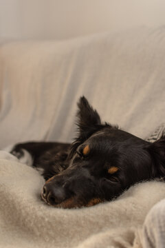 Close-up of tricolor dog sleeping peacefully on a cozy white blanket on a sofa