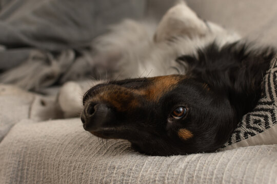 Candid portrait of a tricolor dog lying on its back on a sofa looking at camera with a playful expression