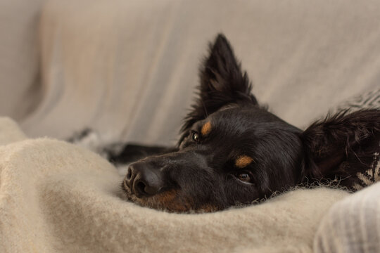 Close-up portrait of a tricolor dog with warm eyes open, resting comfortably on a soft blanket