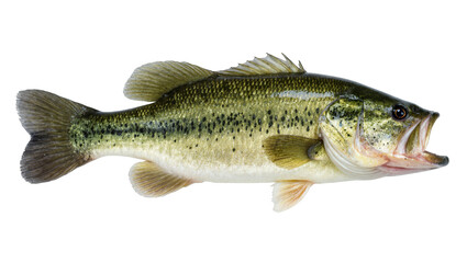 A lively largemouth bass caught in action showing its distinct markings and open mouth © Pablo