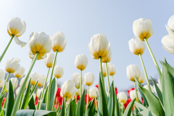 Fototapeta premium Close-up of the colorful tulips in spring