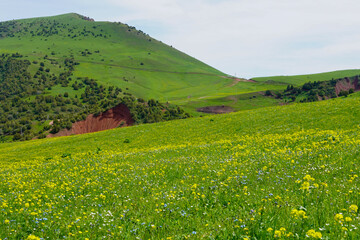 Obraz premium Green Rolling Hills And Wildflower Meadow Spread Across Sunlit Valley With Patches Of Yellow Blooms, Distant