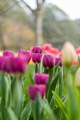 Obraz premium Purple tulips as the background