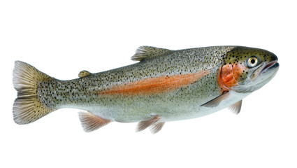 Vibrant rainbow trout with iridescent scales and distinctive red stripe, full body side view © Patricia