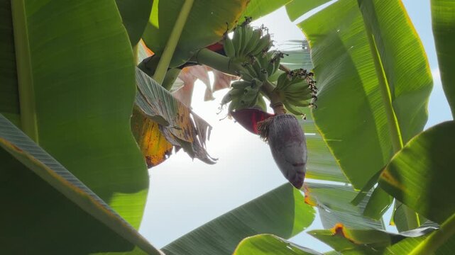 Sunlight passes through wide green leaves beside a cluster of unripe banana fruit and a large purple flower growing on a tropical plant among dense foliage. Tropical agriculture.
