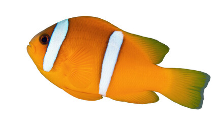Bright orange clownfish with distinctive white stripes, an iconic tropical marine aquarium animal