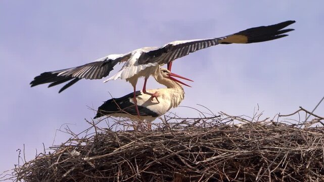 White storks mating on nest, wildlife breeding behavior, bird reproduction in nature