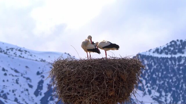 White storks standing on large nest in snowy mountains, wildlife nature scene