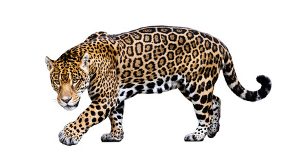 Fototapeta premium Majestic jaguar walking with intense gaze, beautiful spotted fur and powerful physique