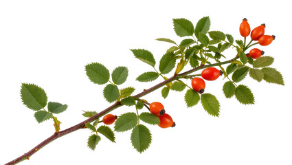 Fresh rosehip branch with vibrant green leaves and ripe red berries, rich in vitamin C © Pablo