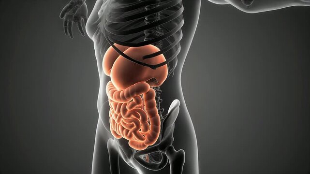 High-detail 3D render of the human digestive system, illustrating stomach, intestines, and liver within a translucent body for anatomical study and medical education