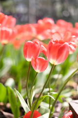 Fototapeta premium Pink tulips as the background