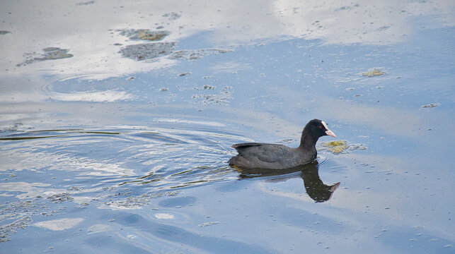  Eurasian coot swimming in the lake. - fulica atra.