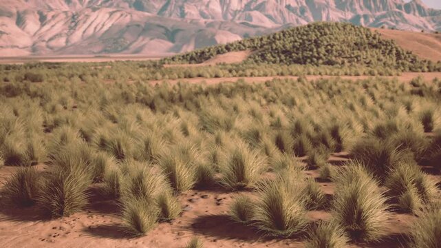 Late summer view of patterned shrubs across dry plain and distant peaks, warm tones and strong shadows emphasize vegetation clusters, scale and seasonal dryness