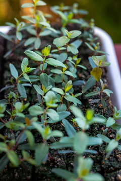 Young eucalyptus plant seedlings growing in soil blocks. Propagation method that promotes strong root development. Eco friendly plastic free gardening.