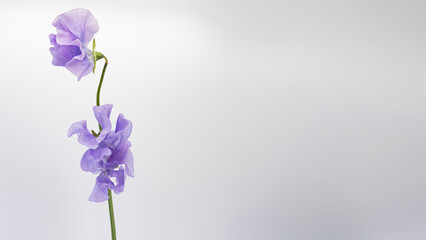 Obraz premium 紫色のスイートピーの花 マクロ撮影 白背景 コピースペース 春のフラワー素材