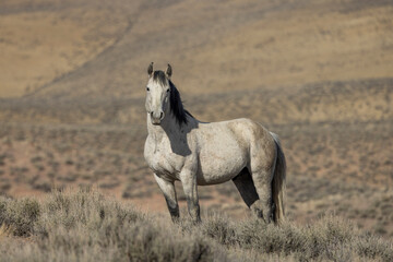 Obraz premium Wild Horse in Springtime Near Challis Idaho