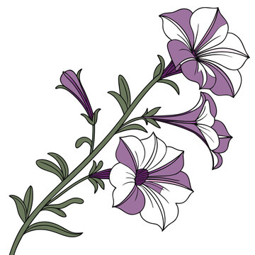 supertunia daybreak charm petunia line art vector