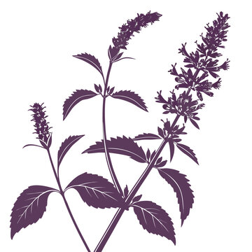 summer breeze agastache silhouette vector