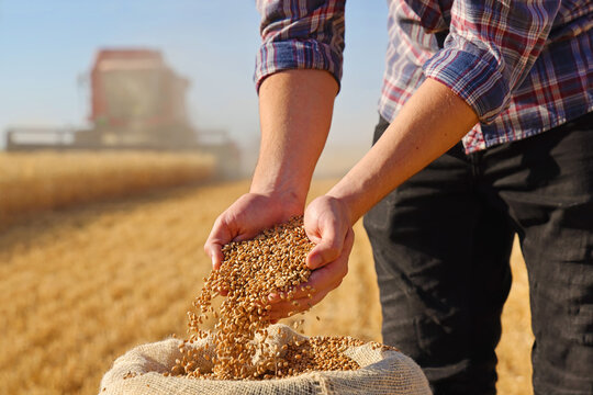 Wheat grains in the hands of a successful young farmer after a good harvest, with agricultural machinery - combine harvester working in the background. Close up of hands full of wheat from a yute sack