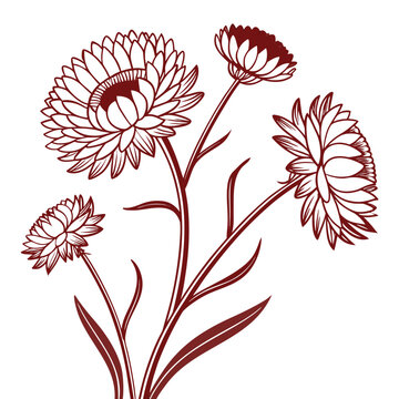 strawflower line art vector