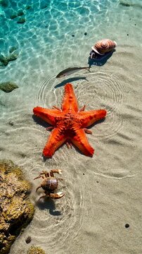 Vibrant underwater scene showcasing a starfish, crab, and various marine life in a sunny coastal environment.