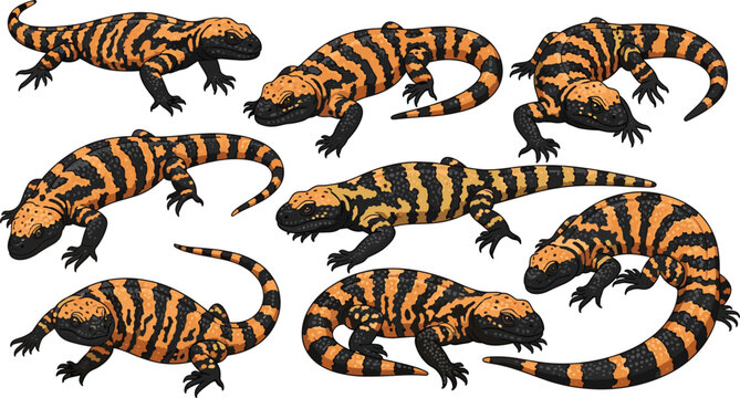 Tiger salamander vector illustration set with striped amphibian poses, detailed orange and black wildlife collection isolated on white background.