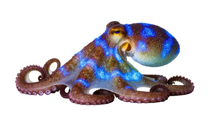 Vibrant blue-ringed octopus with striking patterns, a mesmerizing marine invertebrate predator © Paula
