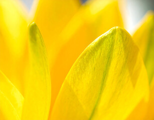 Obraz premium Extreme Close Up Macro Shot of Vibrant Yellow Flower Petals with Subtle Green Hues and Soft Lighting