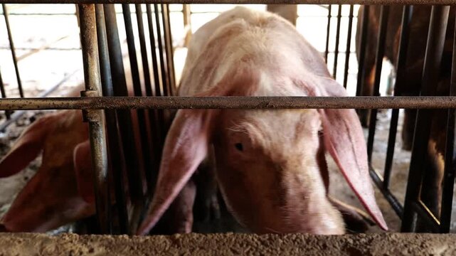 Close-up of Pig in stable, Pig Breeding farm in swine business in tidy and indoor	
