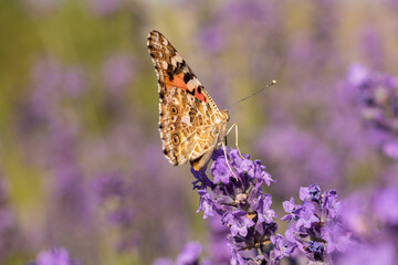 Painted lady butterfly collecting nectar from lavender blossom in summer © Lilli Bähr