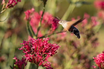 Fototapeta premium Hummingbird hawk-moth hovering and collecting nectar on valerian (Centranthus ruber), pollinator in flight