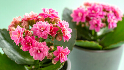 Fototapeta premium Two pots of blooming pink Kalanchoe flowers with lush green leaves against a soft pastel green background 